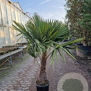 Trachycarpus fortunei 60 cm stam container