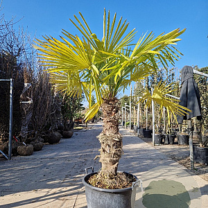 Trachycarpus fortunei 80 cm stam container
