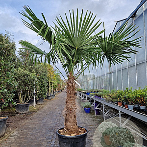 Trachycarpus fortunei 110 cm stam container