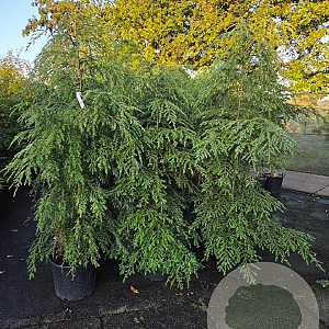 Tsuga canadensis 175-200 cm 35L solitair