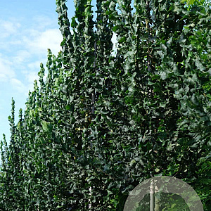 Ulmus 'Columella' 12-14 HO draadkluit