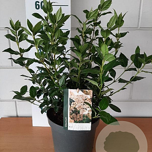 Viburnum tinus 35-40 cm 5,0L
