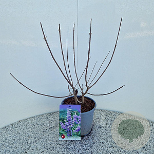 Vitex agnus-castus 30-40 cm 3,0L