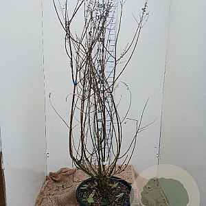 Vitex agnus-castus latifolia 150-175 cm 35L