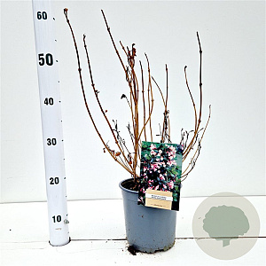 Weigela florida 'Nana Purpurea' 30-40 cm 2,5L