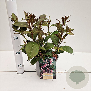 Weigela florida 'Nana Purpurea' 30-40 cm 2,5L