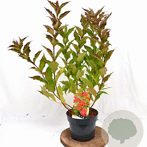 Weigela 'Red Prince' 40-50 cm 3,0L
