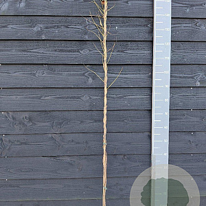 Wisteria flor. 'Aunt Dee' 150-175 cm vierkant rond 5,5L