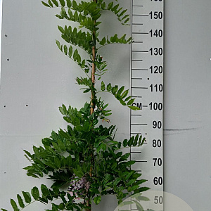 Wisteria flor. 'Honbeni' 175-200 cm 10L