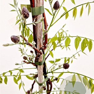 Wisteria frut. 'Amethyst Falls' 175-200 cm 5,0L