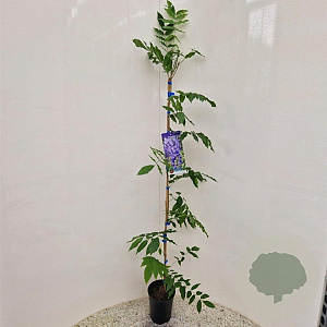 Wisteria sinensis 100-125 cm rozenpot 2L