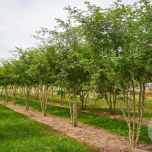 Zanthoxylum simulans 250-300 cm draadkluit meerstammig