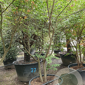 Zelkova serrata 250-300 cm container meerstammig