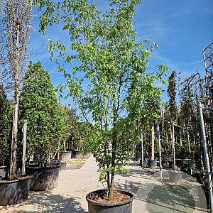 Zelkova serrata 350-400 cm container meerstammig
