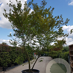 Zelkova serrata 350-400 cm container meerstammig