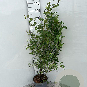 Rosa (o) canina 80-100 cm 5,0L