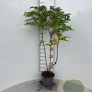 Rosa rugosa 40-60 cm 2,0L