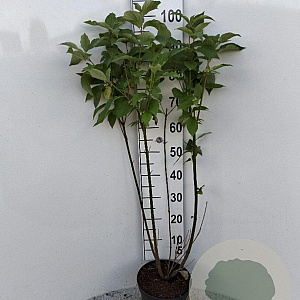 Cornus alba 100-125 cm 5,0L