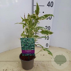 Cornus alba 'Elegantissima' 25-30 cm P12