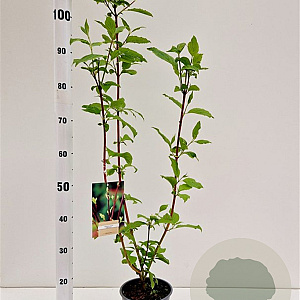 Cornus alba 'Sibirica' 40-50 cm 2,5L