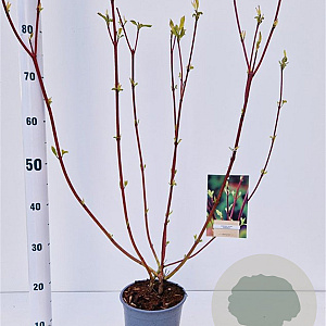Cornus alba 'Sibirica' 40-50 cm 2,5L