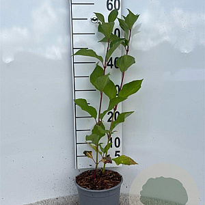 Cornus alba 'Sibirica' 40-60 cm 2,0L