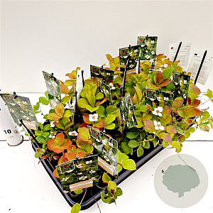 Cornus canadensis GM P9