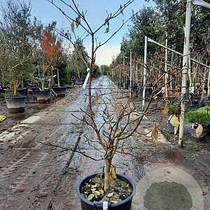 Cornus controversa 'Variegata' 125-150 cm 35L