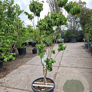 Cornus florida rubra 120-140 cm 30L