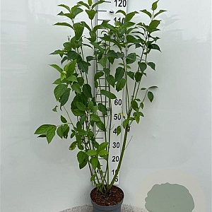 Cornus sericea 'Flaviramea' 125-150 cm 5,0L