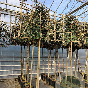 Elaeagnus ebbingei 10-12 cm container LEIVORM 200 cm stam