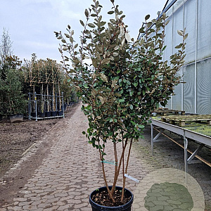 Elaeagnus ebbingei 175-200 cm container piramide