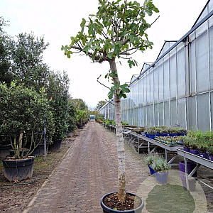 Ficus carica 180 cm stam container 25-30
