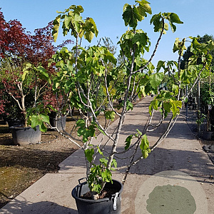 Ficus carica 150-175 cm container meerstammig