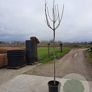 Ficus carica 180 cm stam container 10-12 hoge lei