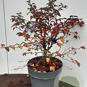 Prunus incisa 'Kojou-no-mai' 30-40 cm 5,0L