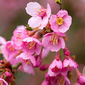 Prunus 'Kursar' 14-16 HO draadkluit