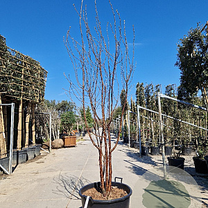 Prunus serrula 200-250 cm container meerstammig extra