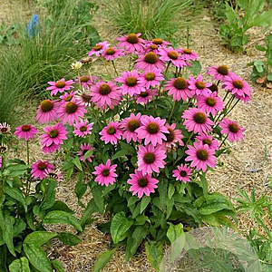Echinacea p. Powwow Wild Berry GM P9