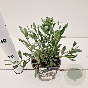 Convolvulus cneorum 20-25 cm C1.5