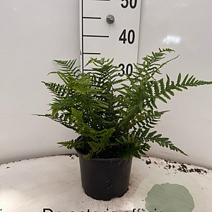 Dryopteris affinis 20-25 cm 2,0L