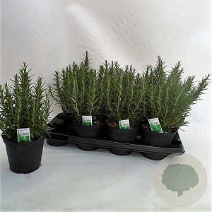 Rosmarinus officinalis P14