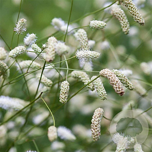 Sanguisorba tenuifolia 'Stand Up Comedian GM P9