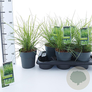 Sesleria autumnalis 25-30 cm 2,0L