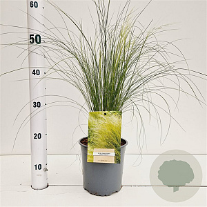 Stipa tenuissima 'Ponytails' 20-30 cm 2,5L