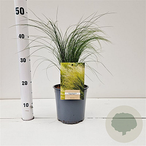 Stipa tenuissima 'Ponytails' 20-30 cm 2,5L