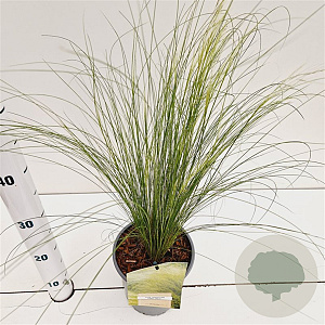 Stipa tenuissima 'Ponytails' 20-30 cm 2,5L