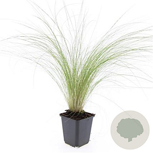 Stipa tenuissima 'Ponytails' GM P9