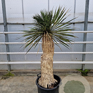Yucca rostrata 120-130 cm container