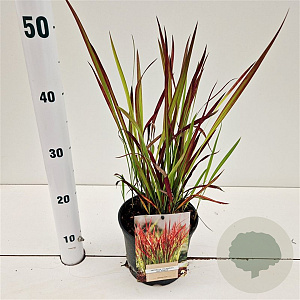 Imperata cylindrica 'Red Baron' 25-30 cm 2,0L